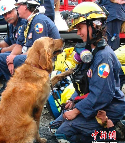 Bretagne是911当天第一批被派往现场执行搜救任务的300只搜救犬之一。15年前，纽约世贸中心双子塔遭遇恐怖袭击后倒塌，搜救犬Bretagne被紧急派往世贸中心残骸周围执行任务。整整两周时间，它每天艰苦工作12小时，协助消防员和警察搜寻营救幸存者。（资料图）