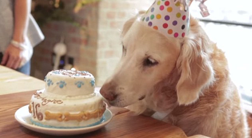 Bretagne在2008年从搜救岗位上光荣退休，退休后的它也一直被人们当作英雄看待。图为它16岁生日时，主人为它买了生日蛋糕庆祝。 图片来源：综合