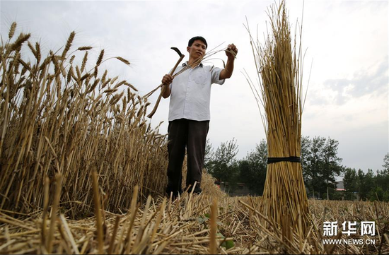 6月12日，河北省邯郸市广平县军营村农民郭顺岭在麦田里捡拾麦秸秆