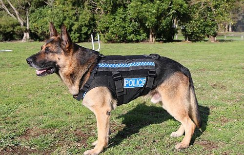 近日，新西兰警犬试穿新款背心的视频曝光。新款的防刺背心由双层聚合材料制成，能够有效?；ぞ闹匾课?，防止被刺伤或砍伤。视频，一头体型偏小的德国牧羊犬试穿了“Mako”防刺背心。巡逻犬lke正在巡逻一处公园，练习跳圈。