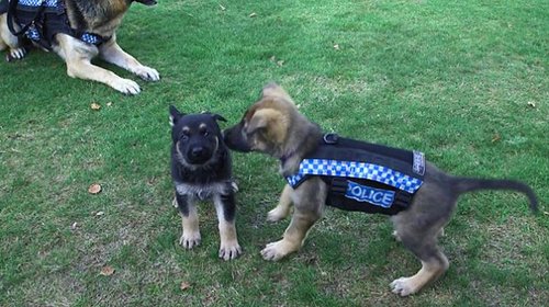 新款防刺背心的重量不到1公斤，且配备了维克罗搭扣（velcro），允许将警犬提起或吊起。但是，该防刺背心并不具备防弹功能，因为防弹盔甲对警犬来说太笨重?；萘槎倬棵诺囊幻呒毒俦硎?，穿上防弹盔甲会限制警犬的活动能力，我们必须优先保证警犬的速度和敏捷性。