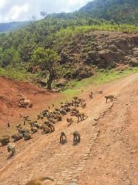 六月六日，被赶走的猴群再次下山。