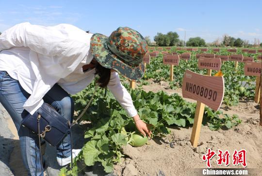 图为98元一个的“私人订制”瓜?！」⒌さ?摄