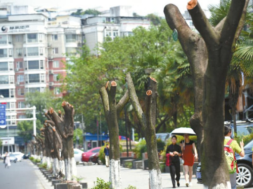 成都上百行道树突遭“腰斩”引发市民质疑（图）