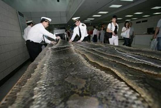 海南一公司走私蟒蛇皮蟒蛇苗蟒蛇蛋 案值8亿元