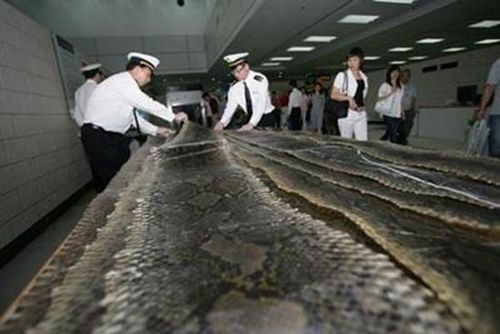 海南一公司走私蟒蛇皮蟒蛇苗蟒蛇蛋 案值8亿元