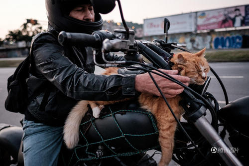 主人将猫咪放在油箱上。