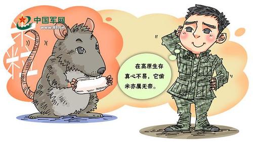 西藏哨所养老鼠：会作揖翻跟头 帮官兵规避雪崩