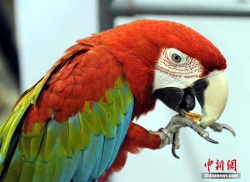 资料图：鹦鹉
