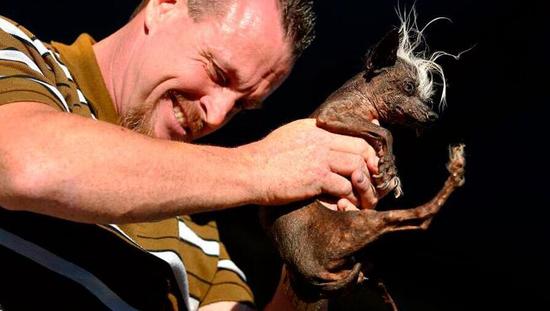 美国加利福尼亚评选出2016世界最丑的狗