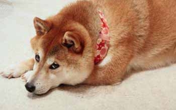 反思为啥没对象