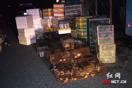 客车行李厢变“动物园” 青蛙猪獾禾鸡全都有