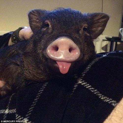 路易天生一副笑脸。面对这样一张蠢萌的小脸，谁又忍心拒绝它呢。