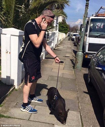 路易对待路上遇到的其他小动物十分友好，但它很容易受到惊吓，很怕大狗。每当路过饭店与快餐店，本性使然的路易也会把持不住。因此，社区的巡视员提议丹尼规划一个“遛猪路线”。