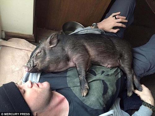 路易很享受来自丹尼与艾玛的关怀与宠爱。丹尼曾带着女友和路易在哥哥家借住过一段时间，正是在那段时间里，小路易养成了和主人们一起睡觉的习惯，而且它很喜欢挤在丹尼与艾玛中间。