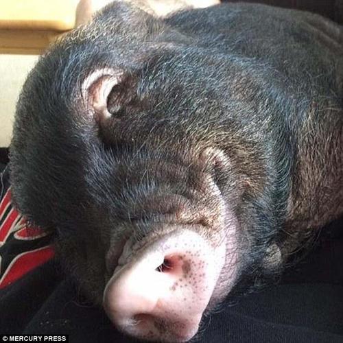 路易的脸上常常挂着一个大大的“微笑”。这头7个月大的小宠物猪在丹尼与其女友艾玛的宠爱下过着衣食无忧的生活，它的体型已经超过了一般的宠物猪，而且还在继续长大。它的主人每年花在它食物上的开销多达2千英镑（超过人民币1.77万元），不过，路易是个严格的素食者。