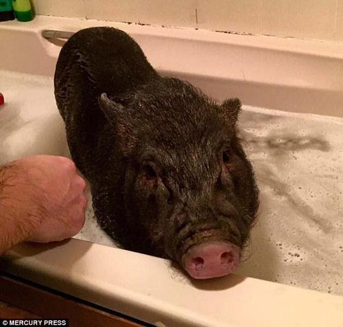 路易享受着很多“特权”，它可以在一家人散步时走在最前面，躺在沙发上看电视，它的主人甚至还帮它刷牙，并让它和其他家庭成员一样在浴缸里洗澡。