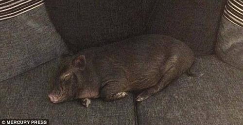 路易总是睡得十分香甜，脸上挂着微笑。