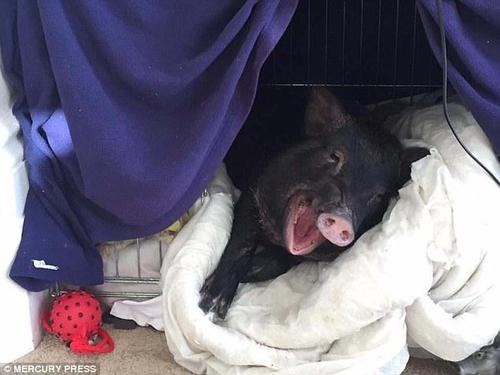 路易现在有了自己在一楼的小床，但它经?；嵯敕ㄉ璺ㄌ踊囟ズ椭魅嗣且黄鹚?。如果路易被主人们留在一楼，它就会像小孩子一样变得很不开心，嫉妒楼上一起睡觉的“爸爸妈妈”。