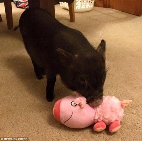 毛茸茸的路易和小朋友们一样喜欢毛茸茸的玩偶。图中，小猪路易正在和一只小猪玩偶玩耍。