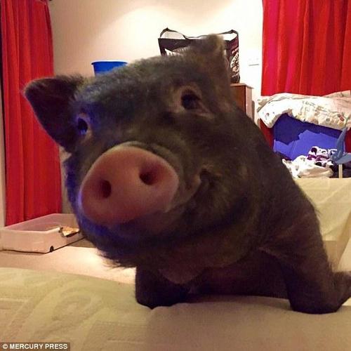 这只小猪还是个素食主义者，平常只吃水果和蔬菜沙拉，偶尔也能享受到巧克力夹心饼干。不过，就算是这样，路易的食物对于丹尼来说也是一笔不小的花销。