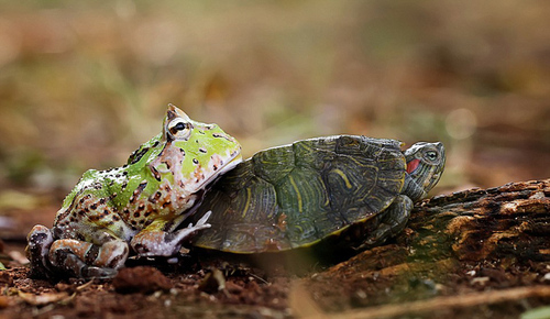 似乎是觉得乌龟爬行实在太慢，最终，这只青蛙终于忍受不了，从乌龟背上跳下，伸出爪子开始推着乌龟前行。