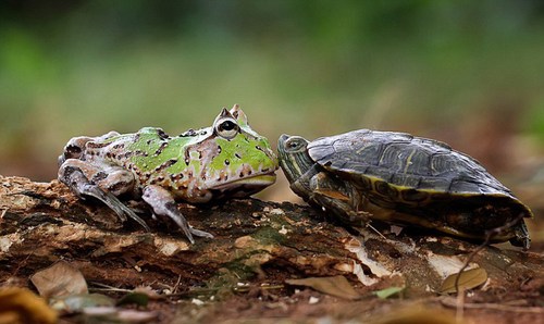 起初，青蛙小心翼翼地靠近乌龟，打量着它的大小，想要让它送自己一程。在看到乌龟没有反对意见后，这只懒惰的青蛙便爬至乌龟背部，搭起了便车。