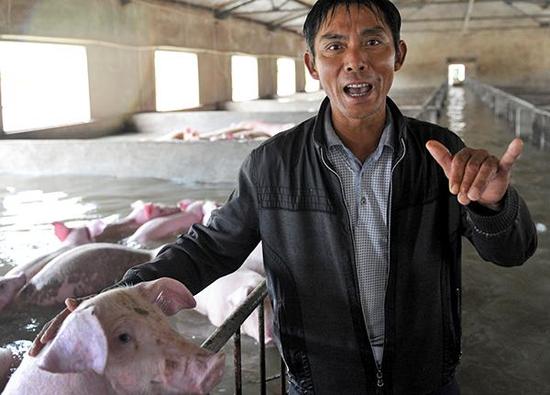 安徽舒城6000头猪部分被淹死 政府正组织转运