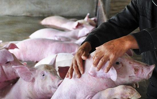 安徽舒城6000头猪部分被淹死 政府正组织转运