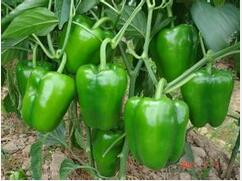 夏季多雨易犯关节炎 饮食上有什么禁忌？