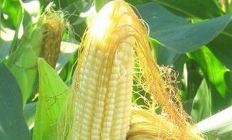 玉米须是养生佳品 配石斛保健一绝