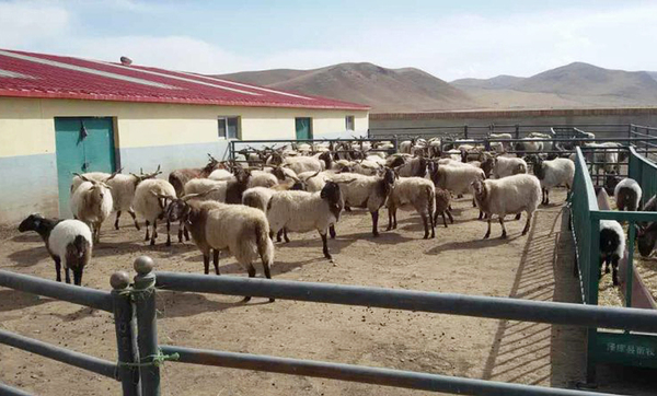 泽库县拉格日村有机畜棚里的羊群