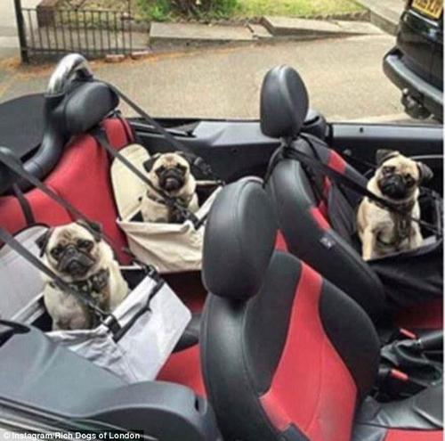 图为开篷跑车上的三只哈巴狗，坐在主人专为其设的座位上。