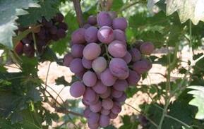 夏季护肤保健 最有营养价值的10种食物