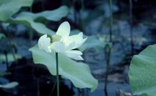 家庭食疗法 可以缓解儿童苦夏症状