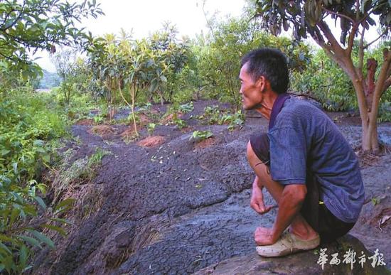 桃林被黑色倾泻物淹没，看着枝头上的新鲜桃子却不能采摘，村民张禄发很发愁。