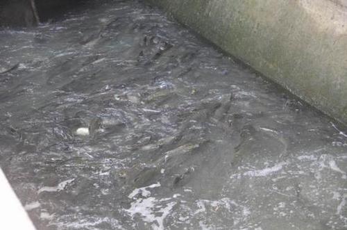 汉江数万斤鱼洄游产卵遇阻跃起撞大坝 遭哄抢