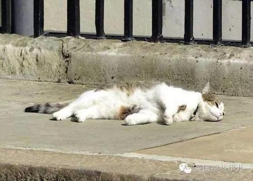 英国政坛新宫斗大戏 英国第一猫被外交部首席猫打伤