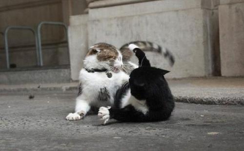 英国政坛新宫斗大戏 英国第一猫被外交部首席猫打伤