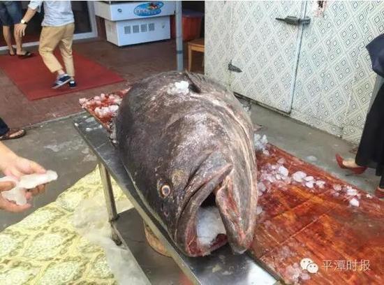 福建渔民发现177斤黑褐色大鱼 每斤120元卖出