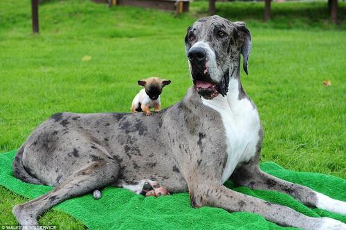 这两只狗虽然一大一小但是都不忍心伤害哪怕一只虫子，戴恩这只巨大的杂种狗每天要吃6个鸡蛋和2公斤肉碎，喝3品脱的牛奶。