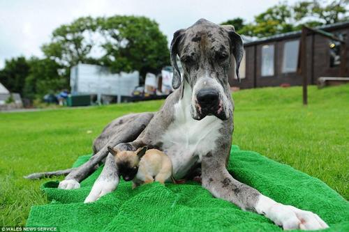 迪斯尼今年已经19个月大，但仅重765克，自出生八周后再没长过，一天的饭量只有一个蛋杯大小。