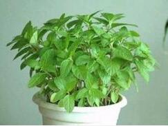 最热的“中伏”来了 消暑试试中药泡水喝