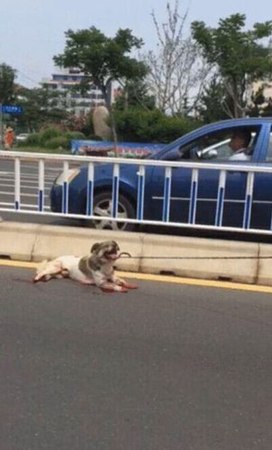 威海一男子开车虐狗引众怒