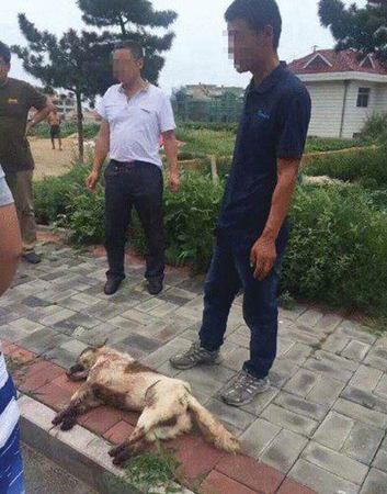 威海一男子开车虐狗引众怒