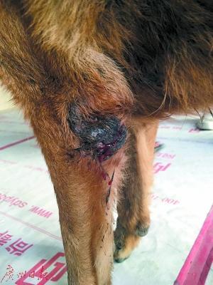 男子自称虐杀50多只狗 只因幼时曾被狗咬过