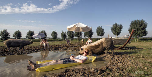 农民家庭在水滩与猪拍摄合影。