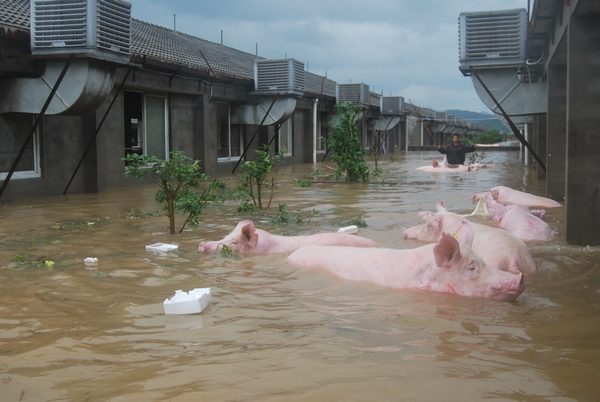 南方水灾死亡畜禽调查3