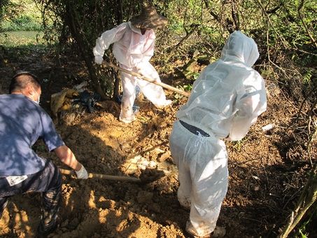 南方水灾死亡畜禽调查