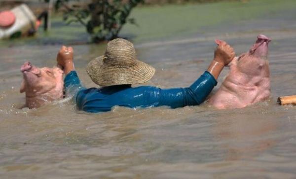 安徽水灾死亡或冲走生猪近8万头、家禽1217多万只。网络资料